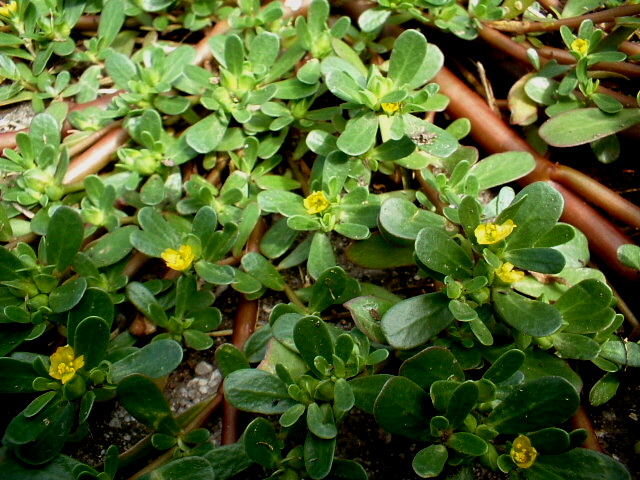 Portulaca oleracea - erba porcellana